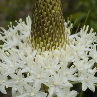 Xerophyllum tenax